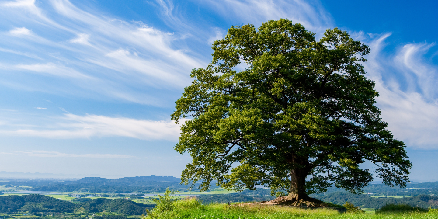 Zelkova